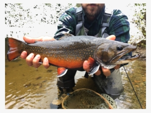 Brookie 2 - Pull Fish Out Of Water