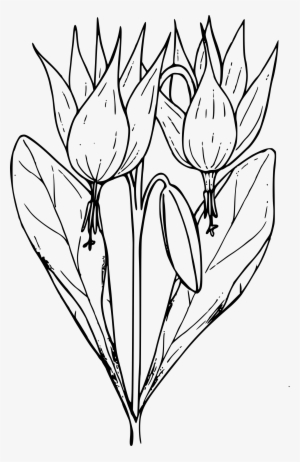 This Free Icons Png Design Of Trout Lily