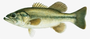 Largemouth Bass