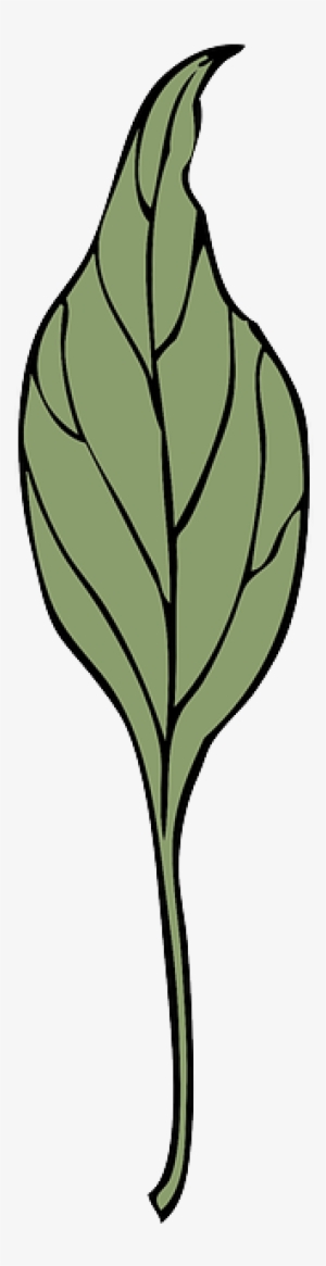 Leaf, Plant, Vine, Ivy, Vegetation, Herb, Drugs - Leaf