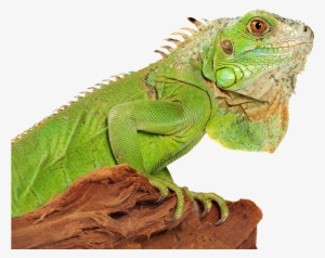 Iguana Png Photo - Iguana Png