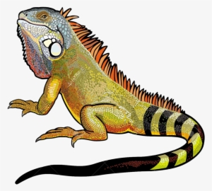 Download Amazing High-quality Latest Png Images Transparent - Iguana Png
