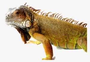 Iguana Png Picture - Iguana Transparent