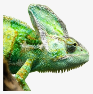 Iguana Png Transparent Picture - Reptils Png