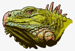Illustration - Green Iguana