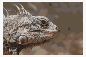 Reptile Eastern Collared Lizard Green Iguana Black - Common Iguanas