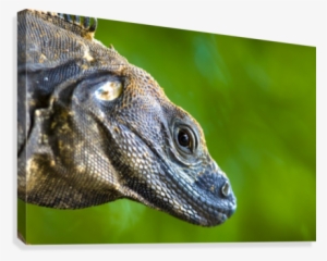 Lizard Canvas Print - Posterazzi Lizard (squamata) Posterprint 17.00 X 11.00