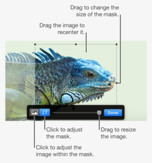 The Mask Controls Over A Photo - Iguana