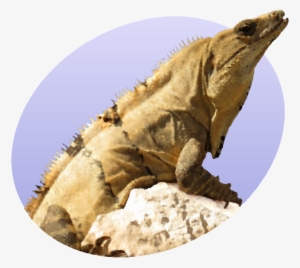 Iguana Icon - Web Portal