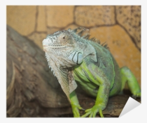 Green Iguana
