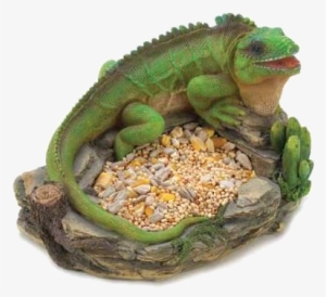 Lucia Man Has Been Charged For Killing And Consuming - Green Iguana