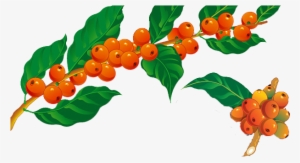 Futbol, Bouquets - Ramo De Cafe Png