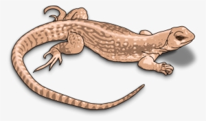 Iguana Clipart Desert Animal - Lizard Cliparts