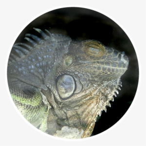 Green Iguana