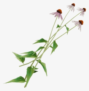 Cone Flower Png