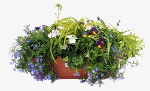 Choosing Annuals For Partial Sun - Perennials Png