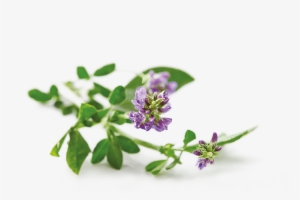 Related Png Images - Chlorophyll Es, Liquid (16 Fl. Oz.) - Nature's Sunshine