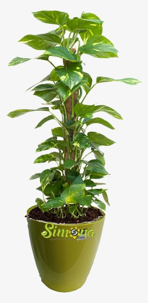Plants - Money Plant For Office