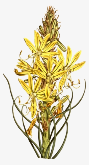 Flower Plants Leaf Asphodels Plant Stem - Yellow Asphodel
