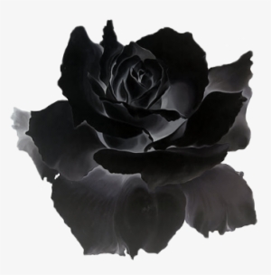 Dark Flower Png - Black Is Red Rose Gif