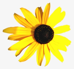 Hibiscus Flower Clip Art - Yellow And Black Flowers Png