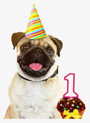 Dog Birthday Party Hats Izodshirts Info