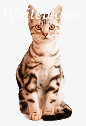 American Shorthair - American Shorthair Png