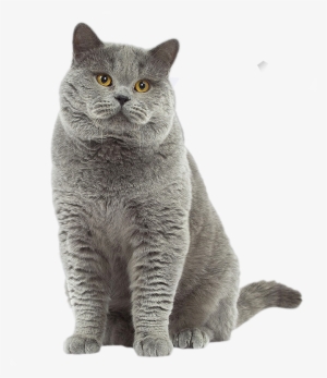 British Shorthair Cat - British Short Hair Gris
