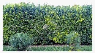 17376 Cut-out Hedge Texture Seamless - River Birch