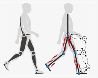 Our Efforts Aim At Embedding Our Knowledge In Robotics - Rehabilitation Robot
