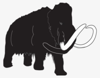 Indian Elephant
