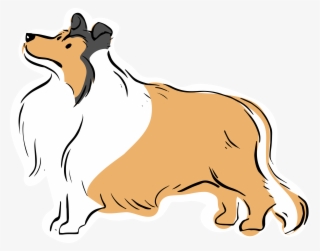 Shaggy Tan/white Collie Mix Seen In South Indianapolis/greenwood - Rough Collie