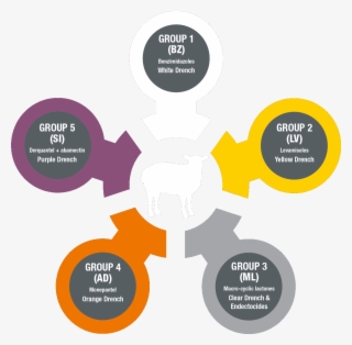The Worm Lifecycle - Illustration