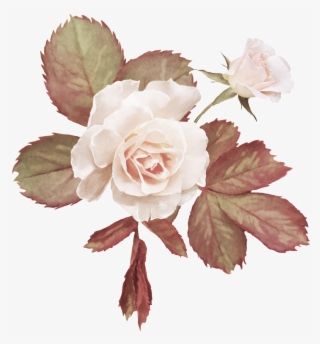 Real Beautiful Flower - Garden Roses