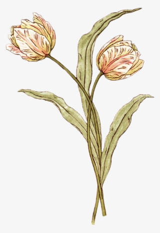 Kate Greenaway • Transparent - Kate Greenaway Flower