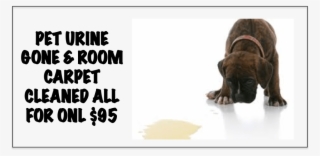 Carpet Cleaning Plus Pet Urine Stain Removed - Brendan O Carroll