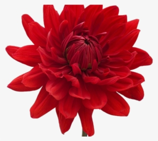 Dahlia Clipart Mexican - Single Blue Flower