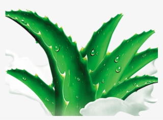 Aloe Clipart Agave - Agave Azul