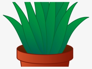 Aloe Clipart Transparent Background - Clip Art