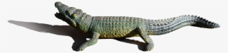 Alligator Png Image - Nile Crocodile