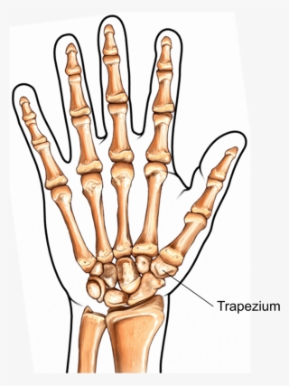 Illustration Showing The Trapeziometacarpal Joint - Bones Of The Hand