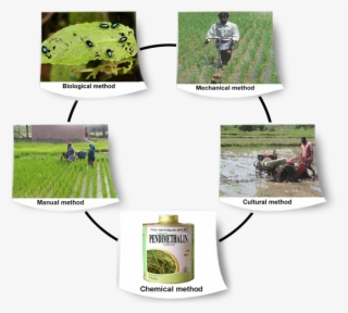 Integrated - Grass