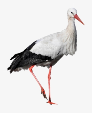 Stork With White Background