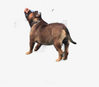 Pitbull American Bully Perro Bully Dog Perros Freetoedi - Alpine Dachsbracke