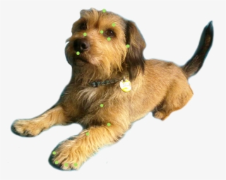 Imagenes Perro Gato Caballo