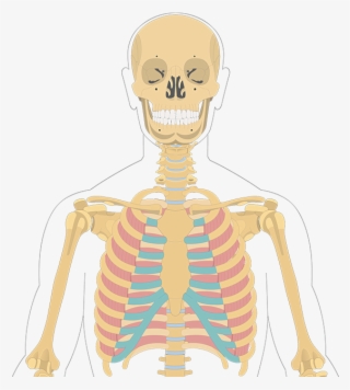 Internal Intercostals Origin And Insertion