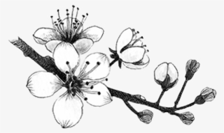 Blackandwhite Sticker - Cherry Blossom