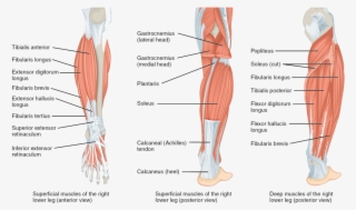 The Muscles Of The Lower Leg - Muscle Tissue In Leg