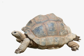 Turtle, Tortoise, Reptile, Giant Tortoise, Panzer, - Giant Turtle Png