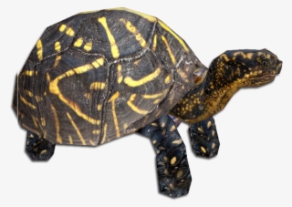 Florida Box Turtle